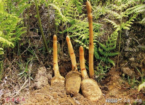 讓農(nóng)民沒有難賣的產(chǎn)品 三農(nóng)通助力彝良農(nóng)貨出山