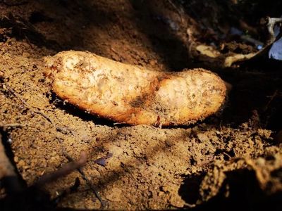 天麻是一種無根無葉的草本植物,卻能開花、結(jié)實(shí)、生子,神奇得很