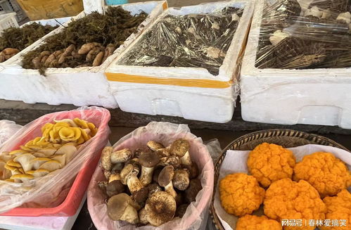昆明市場羊肚菌價(jià)格處于全年最低水平