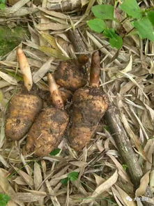 看大關(guān)山里人找野生天麻,帶你走進(jìn)天麻的另一個世界 美食 網(wǎng)