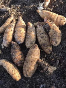 我是第一書(shū)記,我為俺村代言