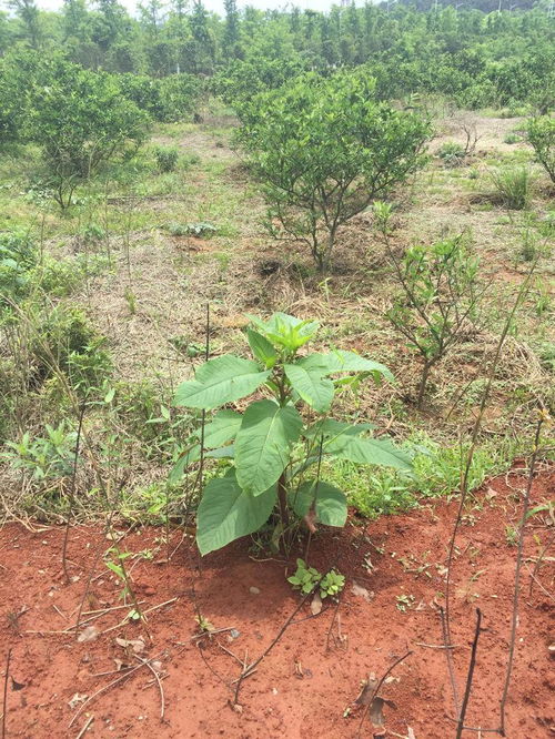 請(qǐng)問(wèn)這是人們說(shuō)的野菜野天麻嗎