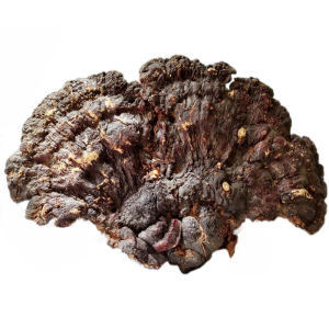 探秘天麻野生特級 功效、市場與選購指南