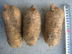 徐洪熊教大家種植天麻，發家致富之路