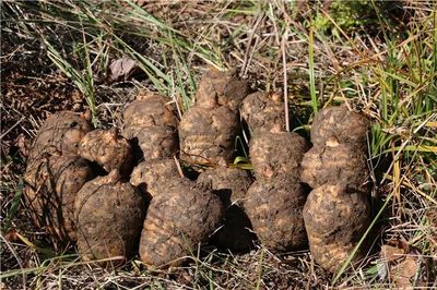 彝良榮膺“全國天麻生產(chǎn)先進(jìn)縣”，烏蒙深山里的“金疙瘩”何以閃耀全國？